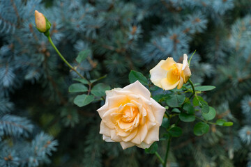 Two beautiful pale orange roses Versilia in bloom, one fully open with layered petals and another partially unfurled, set against blurred green foliage background