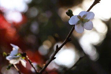 A single winter cherry blossom