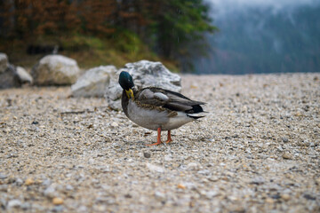 Mallard Duck Preening Feathers on Rainy Gravel Shore