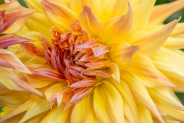Dahlia flowers bush in the garden. Yellow orange beige color flower background bud. Petal Plant bloom.