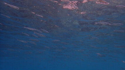 Mediterranean sand smelt (Atherina hepsetus) undersea, Ligurian Sea, Italy, Imperia