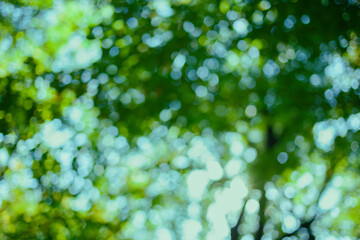 緑の森　背景ぼかし