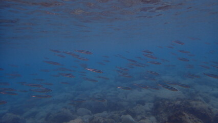 Mediterranean sand smelt (Atherina hepsetus) undersea, Ligurian Sea, Italy, Imperia