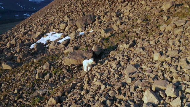 Aerial view of polar bear on rocky shore