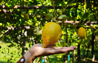 Hand holding fresh lemons in the garden