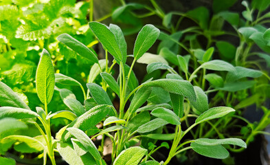 Sage herbs in the garden