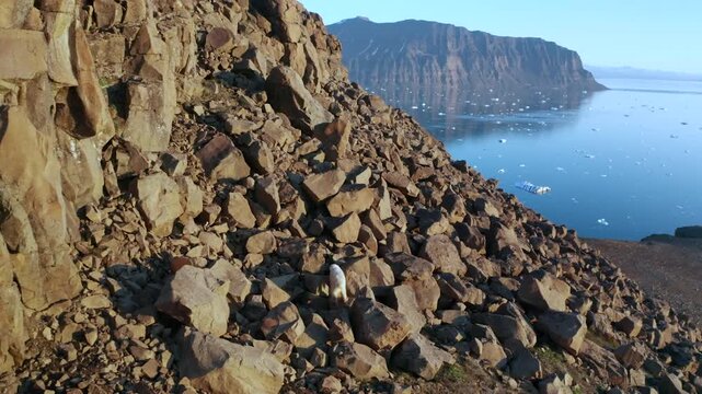 Aerial tracking shot of polar bear running on rocky sliff near the sea