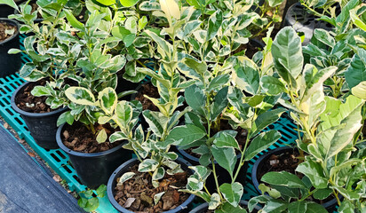 Lemon variegated branch in a pot