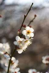 春に香る梅