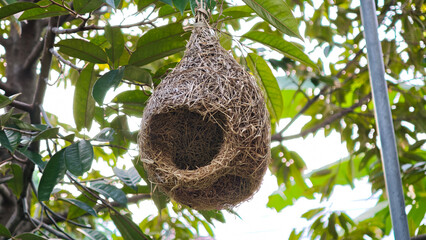 Bird's nest hanging on a tree