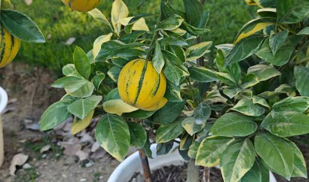 Variegated Panache Orange in Garden. Variegated citrus.
