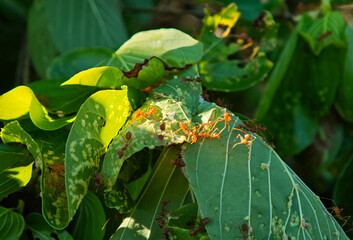 Red ants and their nest