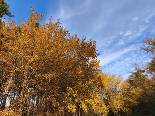 autumn trees in the park