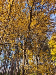 autumn trees in the park