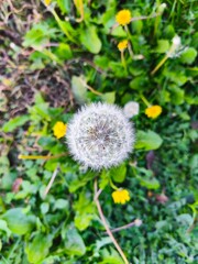 Dandelion seed head close-up in green grass
