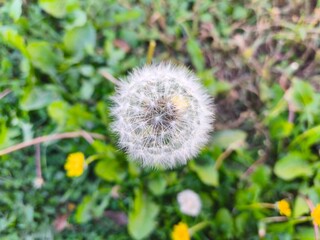 Dandelion seed head close-up in green grass