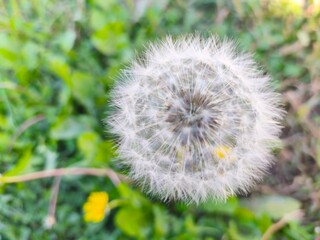 Macro photo of dandelion puffball in nature