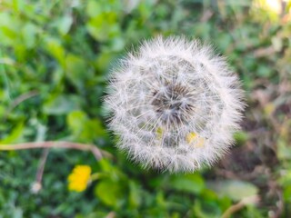 Macro photo of dandelion puffball in nature