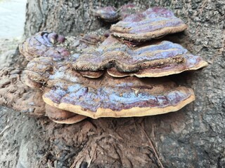 Large tree fungus on old tree bark in natural woodland environment