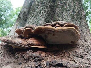 Large tree fungus on old tree bark in natural woodland environment