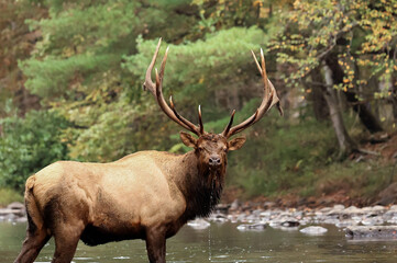 Massive Elk Bull Stunning Pose in River while Water Droplets Fall after a Drink 