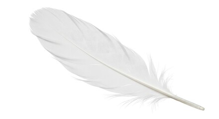 Obraz premium Delicate white feather catching the light, a symbol of peace and inspiration for your next creative project or spiritual design, adding a touch of serene elegance