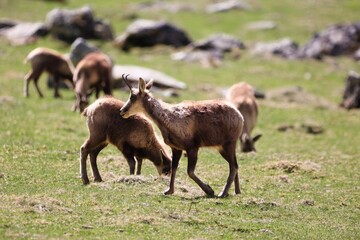 Un groupe d'isards des Pyr&eacute;n&eacute;es