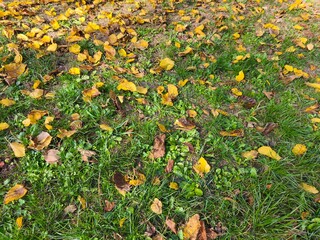 yellow flowers in the grass
