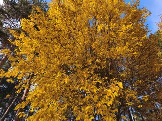 autumn trees in the park