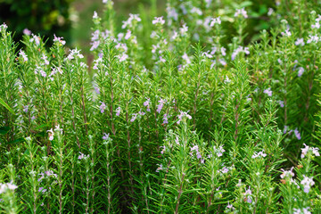 Lush rosemary plants with purple blooms in a green garden