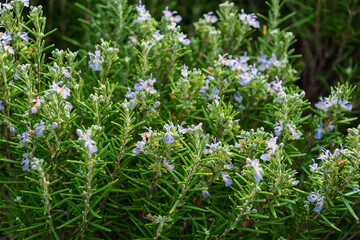 Blooming rosemary bush with delicate purple flowers in a lush green garden
