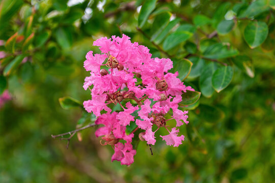 Vibrant pink crepe myrtle bloom amidst lush green leaves. Lagerstroemia speciosa, giant crepe-myrtle