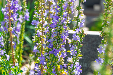 Vibrant purple bellflowers blooming in sunlit garden setting. Campanula pyramidalis, the chimney bellflower