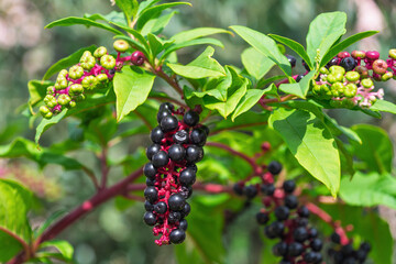Vibrant pokeweed berries and leaves close-up in natural setting. Phytolacca, pokeweeds
