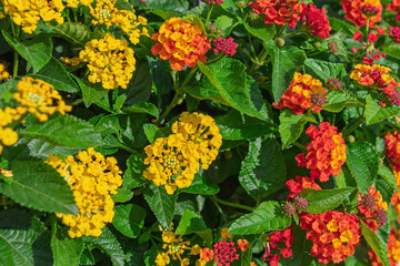 Vibrant red and yellow lantana flowers with green foliage in sunlit garden. Lantana camara
