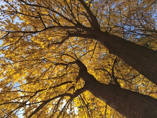 autumn trees in the park