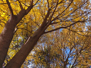 autumn trees in the park