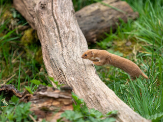 A Weasel Jumping a Log