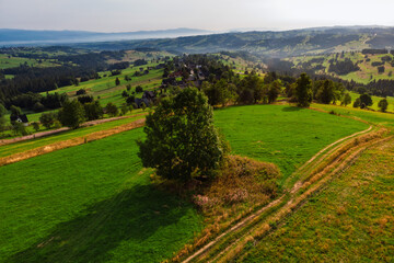 Solitary tree standing on a lush green hill in the Podhale region, Poland. Scenic summer landscape with dirt tracks leading across the rolling fields and distant villages.