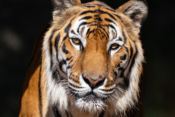 A close-up portrait of a Bengal tiger 