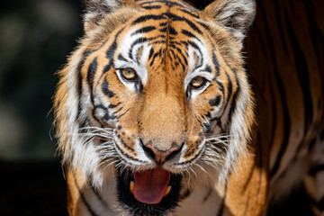 A close-up portrait of a Bengal tiger.