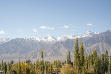 Himalayan mountain landscape with autumn poplar trees in Leh, Ladakh