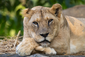 Fototapeta premium A relaxed lioness resting quietly, captured with soft expression and natural detail in a calm outdoor setting.