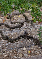 Russia, Republic of Crimea.  A bizarrely shaped vine on endless fields near the town of Sudak.