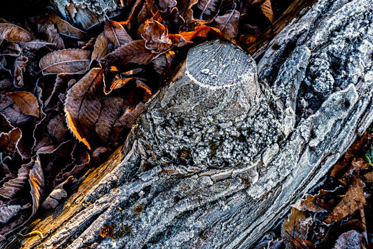 Beautiful view of the frosted bark of a log trunk lying on leaf-covered ground in a forest in late autumn or early winter