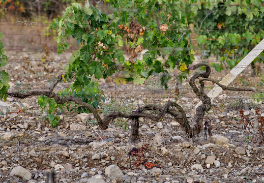 Russia, Republic of Crimea.  A bizarrely shaped vine on endless fields near the town of Sudak.