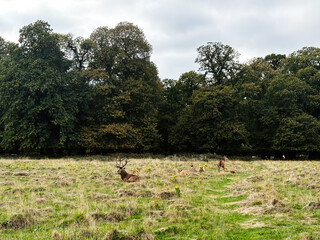 Deer resting in a grassy field near a dense forest in London UK countryside