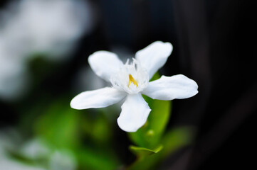 Arctic Snow, Milky Way or Snowflake or Sweet Indrajao or Winter Cherry Tree or Wrightia antidysenterica or APOCYNACEAE