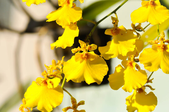 Dancing lady orchid, O flexuosum x O sphacelatum or Oncidium or Oncidium sp Goldiana or oncidium varicosum, Oncidium Variety Goldiana or orchidaceae