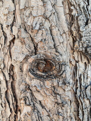 Dry tree bark texture as background